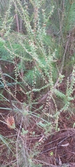 Epacris longiflora