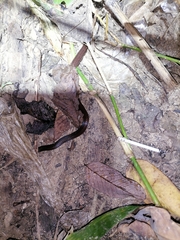 Atractus trilineatus