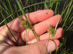 Carex viridula