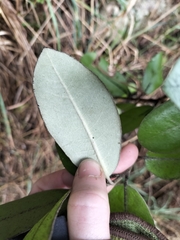Pittosporum ralphii
