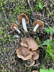 Cortinarius flavobasilis