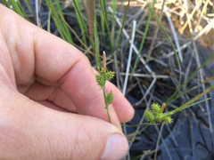 Carex viridula