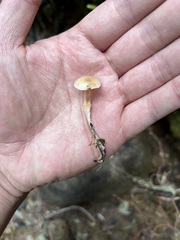 Mycena overholtsii