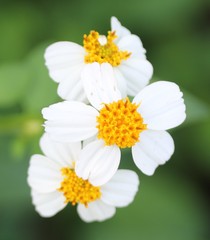 Bidens alba image