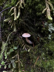 Mycena overholtsii