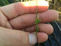 Carex viridula