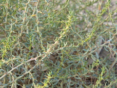 Sclerolaena muricata muricata