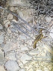Centruroides vittatus