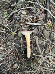 Infundibulicybe squamulosa