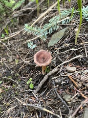 Infundibulicybe squamulosa