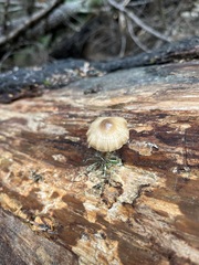 Mycena overholtsii