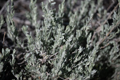 Artemisia bigelovii
