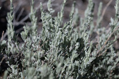Artemisia bigelovii