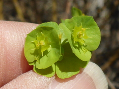 Euphorbia crenulata