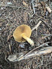 Cortinarius clandestinus