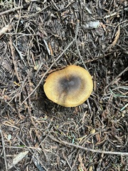 Cortinarius clandestinus