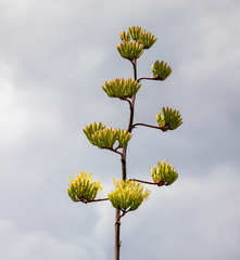 Agave