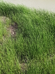 Cyperus malaccensis malaccensis