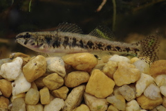 Etheostoma exile