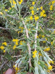 Tetradymia nuttallii