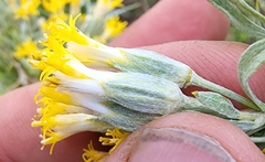 Tetradymia nuttallii