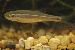 Chrosomus neogaeus