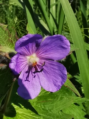 Geranium erianthum