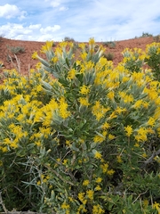 Tetradymia nuttallii