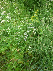 Galium pseudorivale