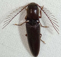 Dicrepidius palmatus