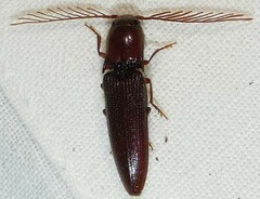 Dicrepidius palmatus