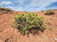 Tetradymia nuttallii