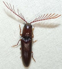 Dicrepidius palmatus