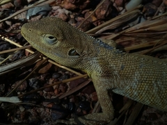 Chelosania brunnea