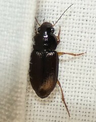 Selenophorus