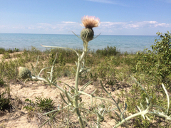 Cirsium pitcheri