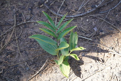 Maianthemum racemosum