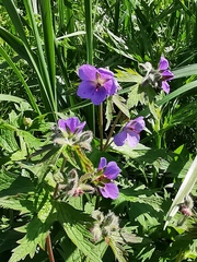 Geranium erianthum