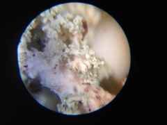 Stereocaulon sterile