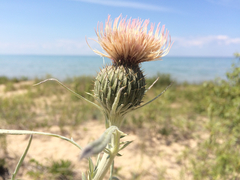 Cirsium pitcheri