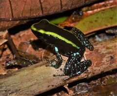 Phyllobates aurotaenia