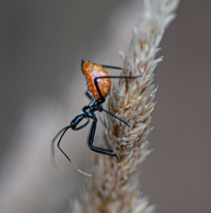 Arilus cristatus