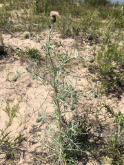 Cirsium pitcheri