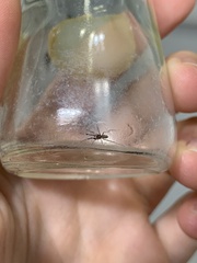 Phrurotimpus borealis