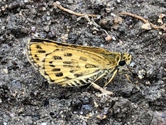 Taractrocera ceramas