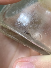 Phrurotimpus borealis