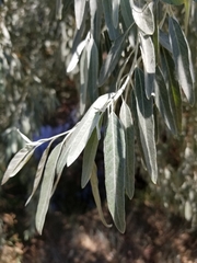 Elaeagnus angustifolia