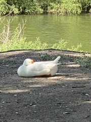 Anser cygnoides domesticus