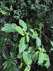 Mussaenda shikokiana