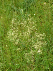 Trinia kitaibelii